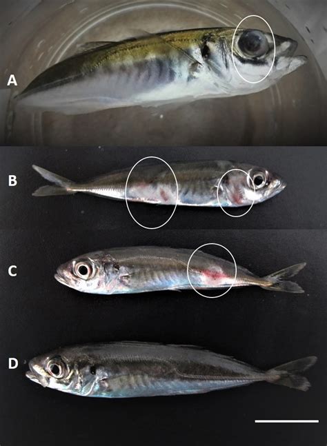 vibrio vulnificus in fish